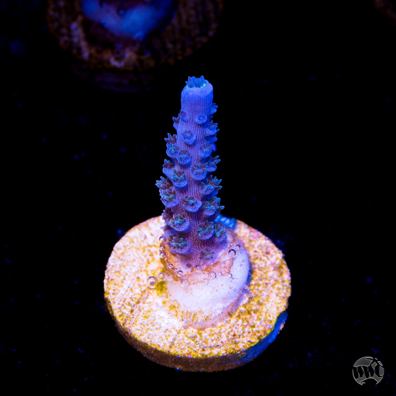 WWC Cobalt Tenuis Acropora