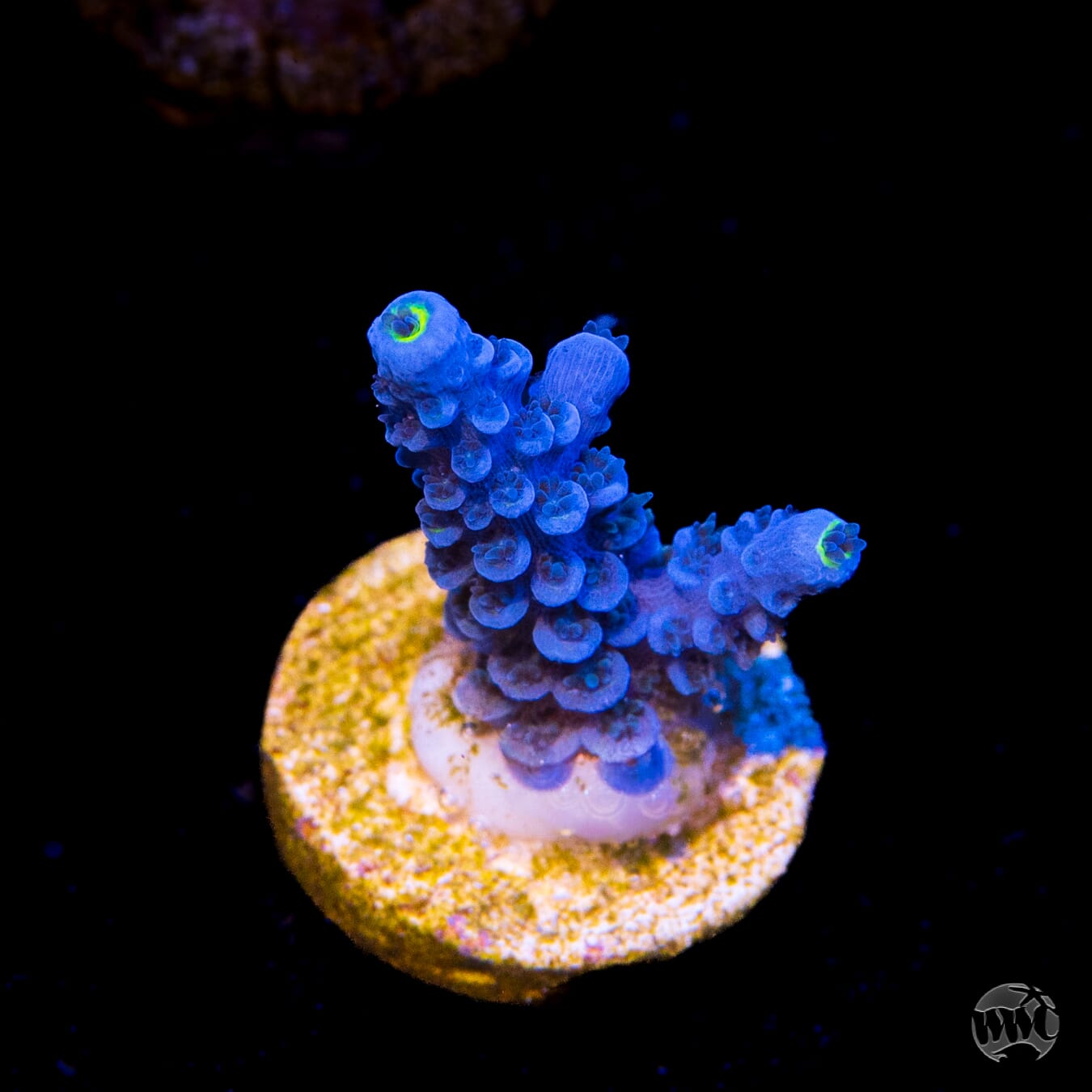 WWC Cobalt Tenuis Acropora