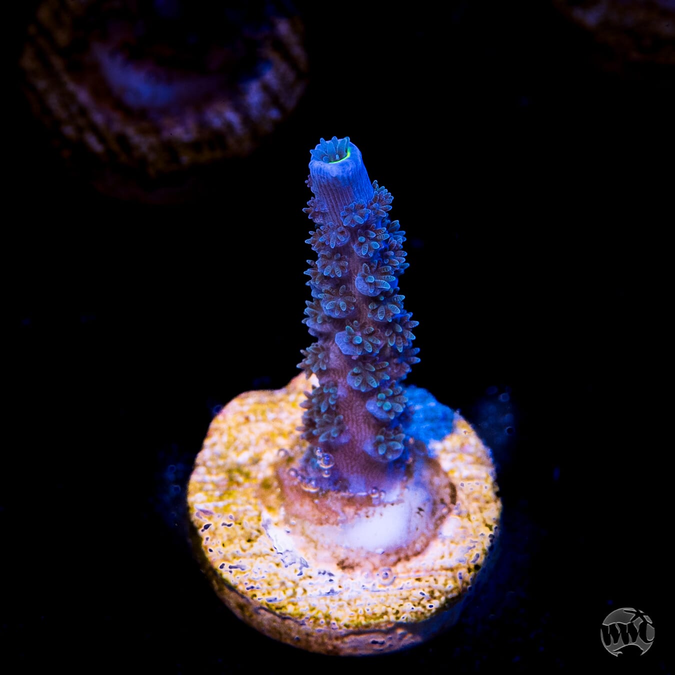 WWC Cobalt Tenuis Acropora