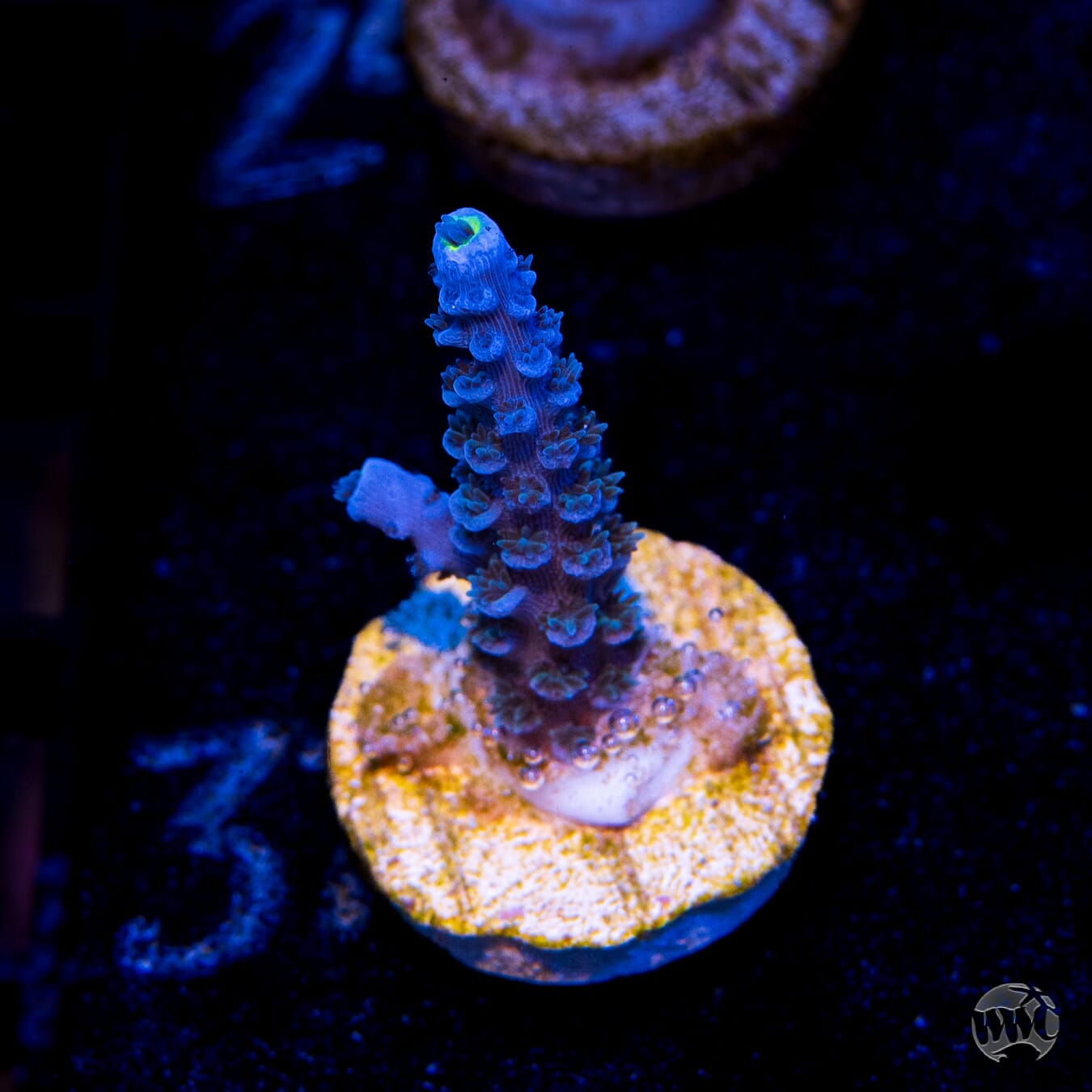 WWC Cobalt Tenuis Acropora