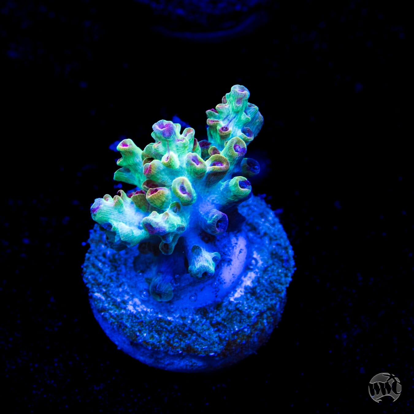 Strawberry Shortcake Acropora