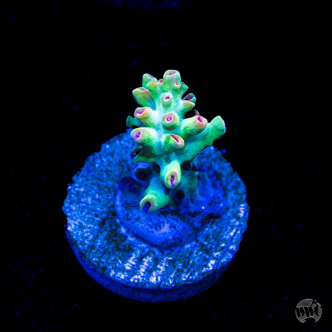 Strawberry Shortcake Acropora