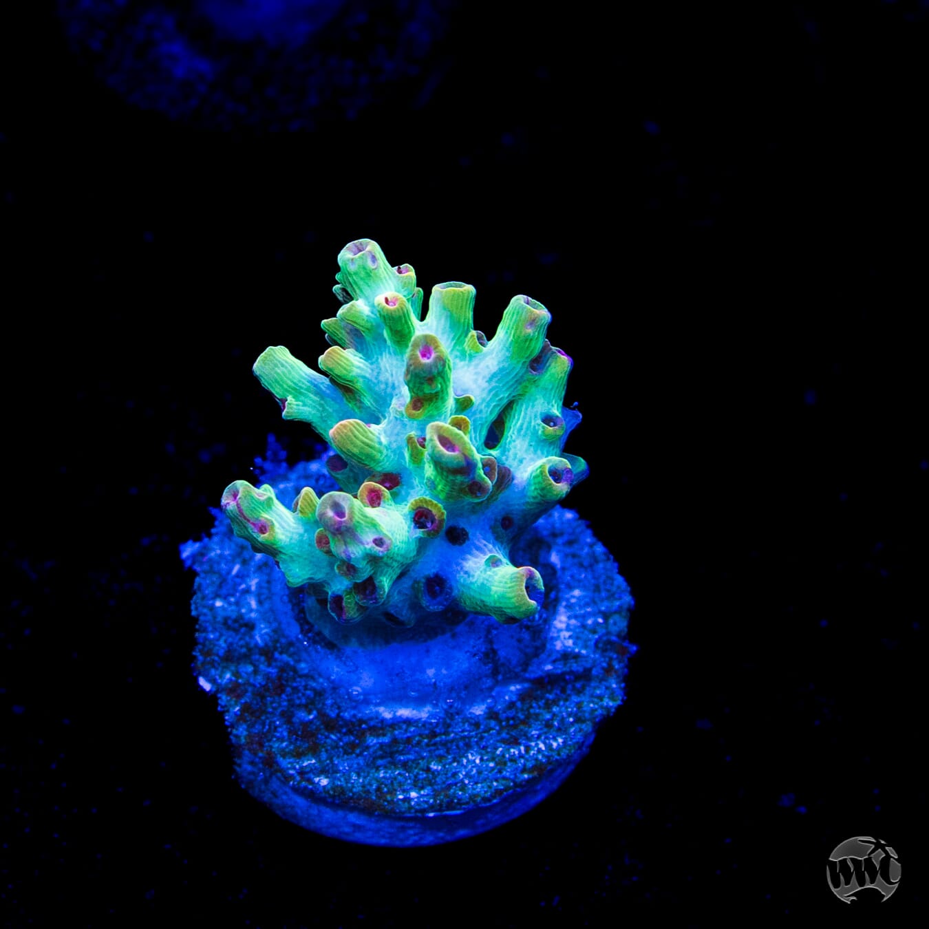 Strawberry Shortcake Acropora