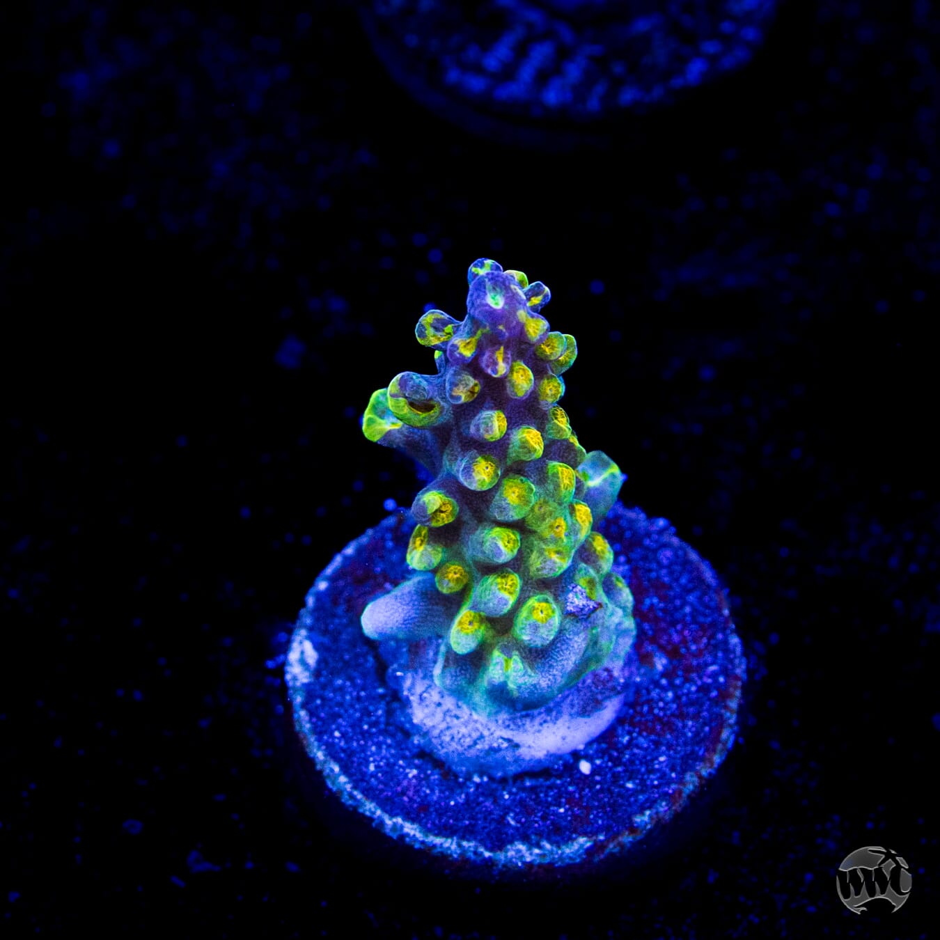 Paletta Pink Tip Acropora