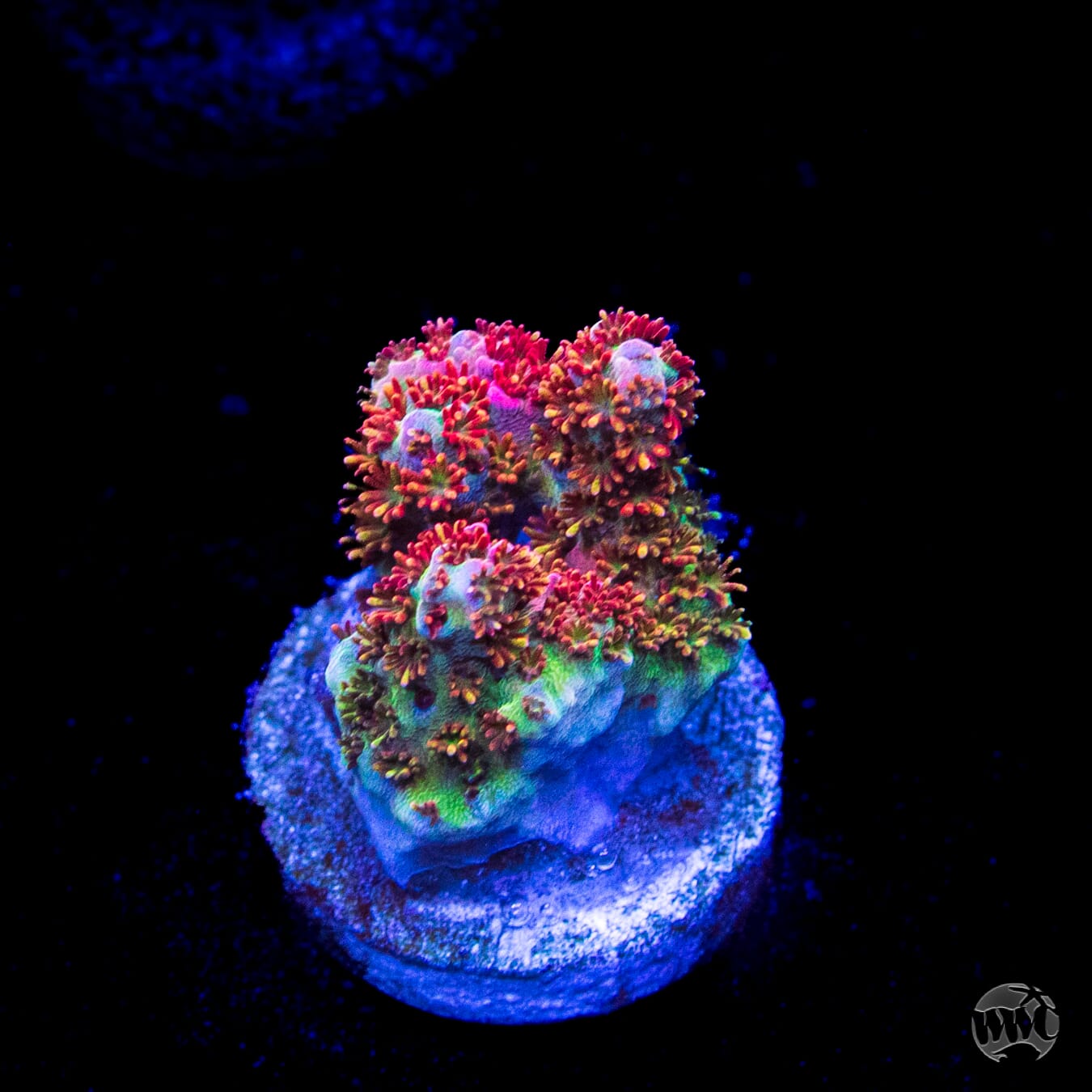 WWC Hyper Pink Acropora