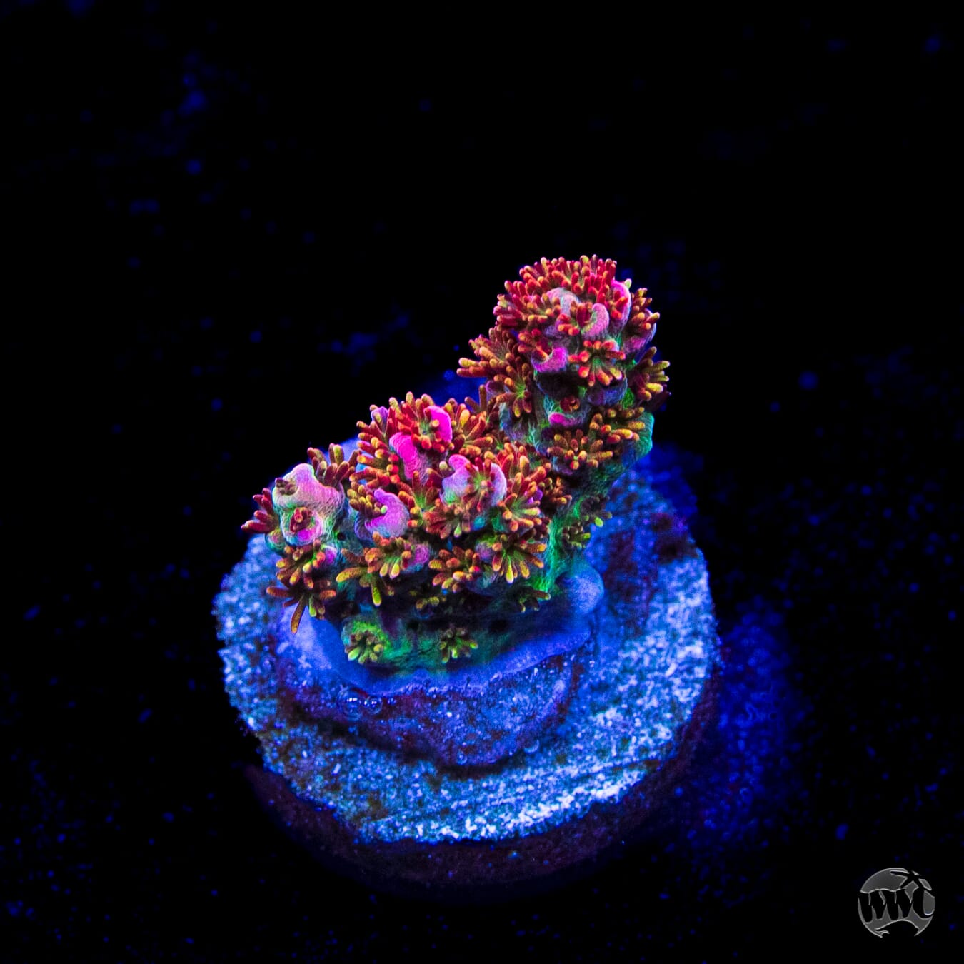 WWC Hyper Pink Acropora