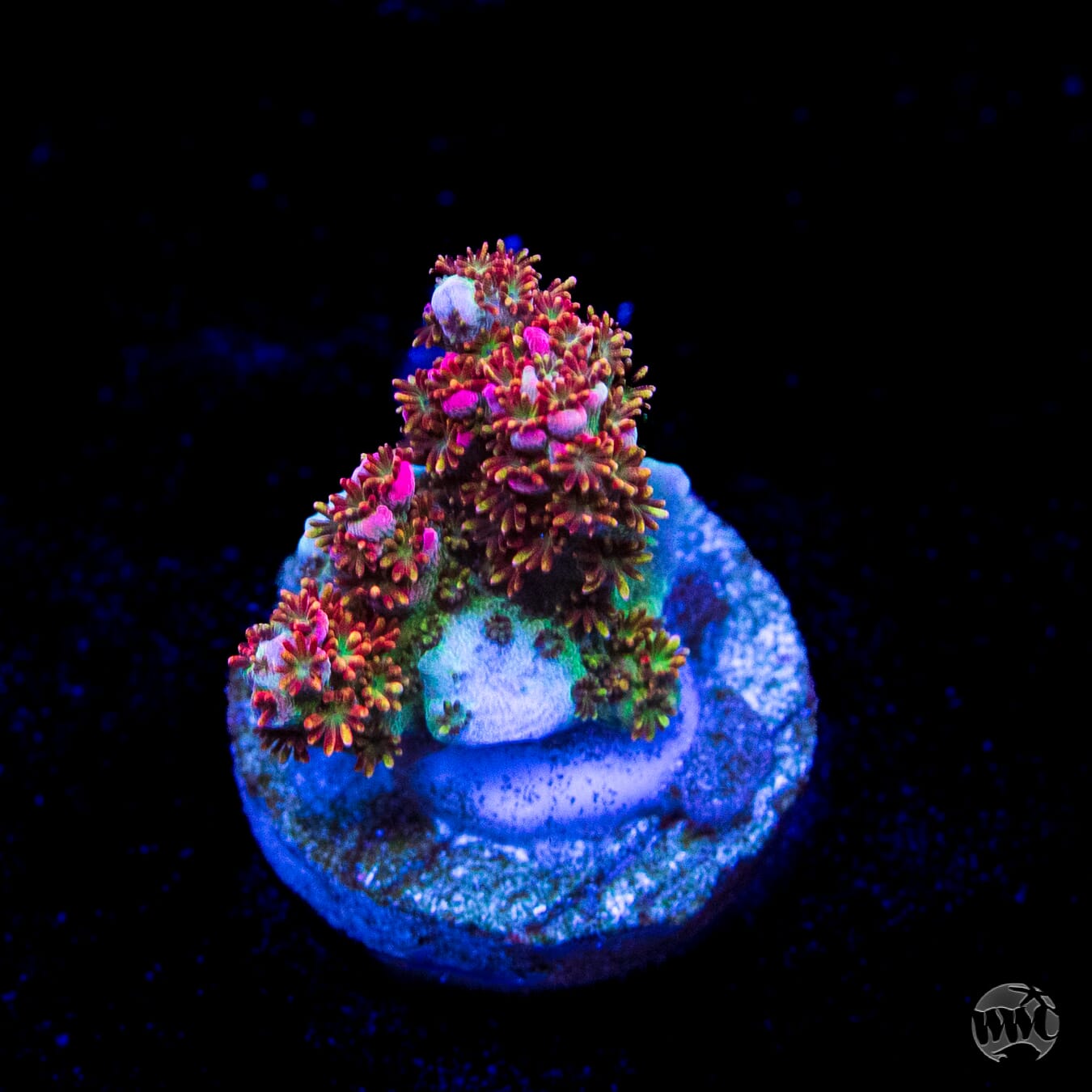 WWC Hyper Pink Acropora