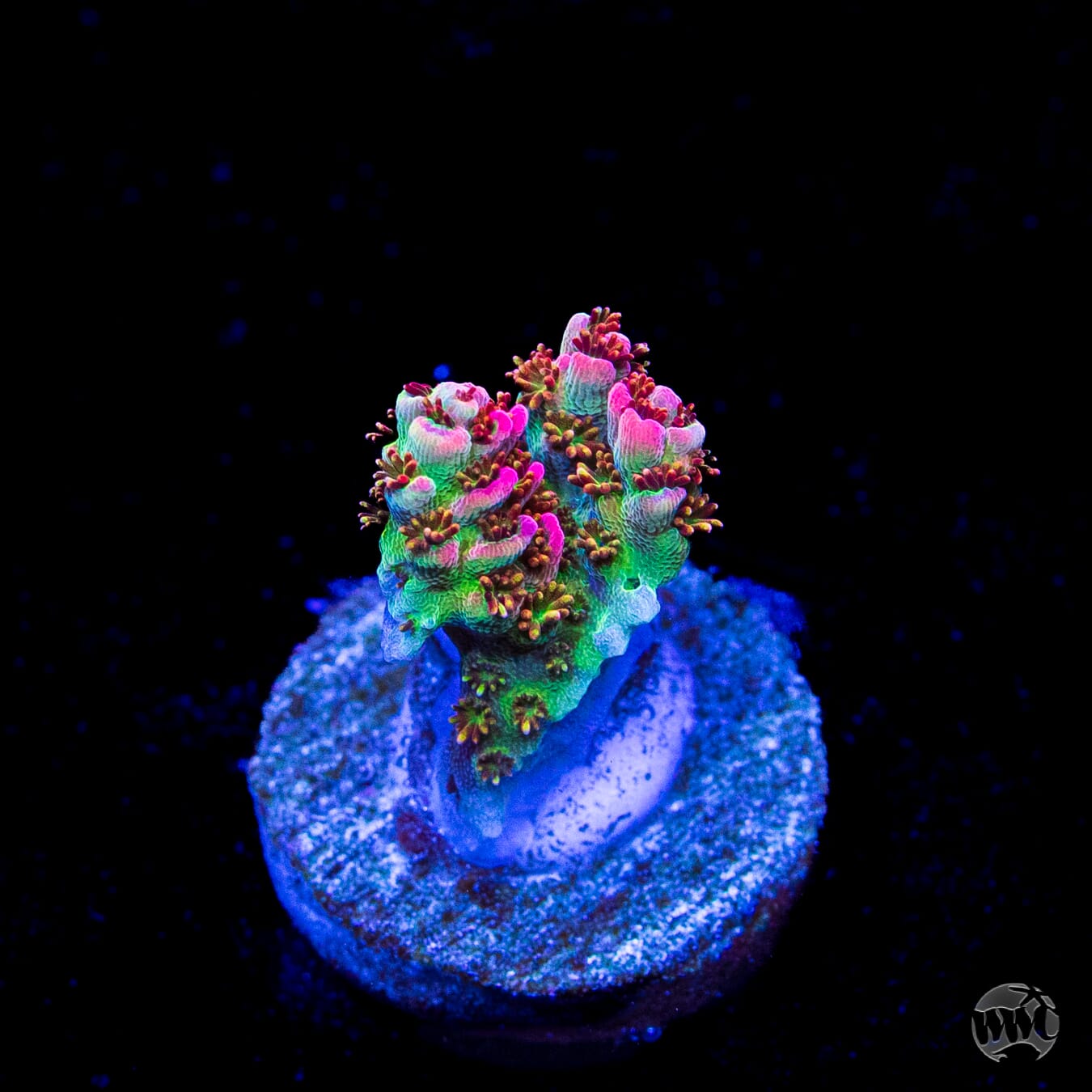 WWC Hyper Pink Acropora