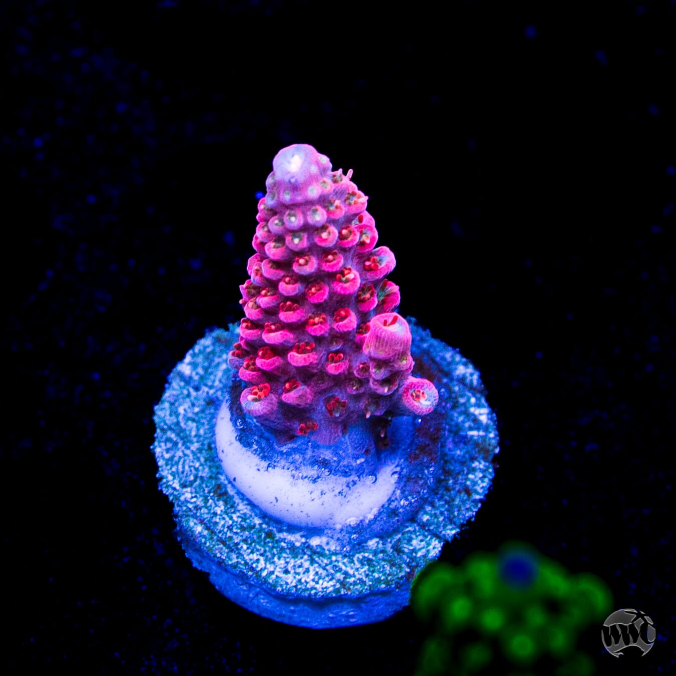 WWC Pantera Rosa Acropora