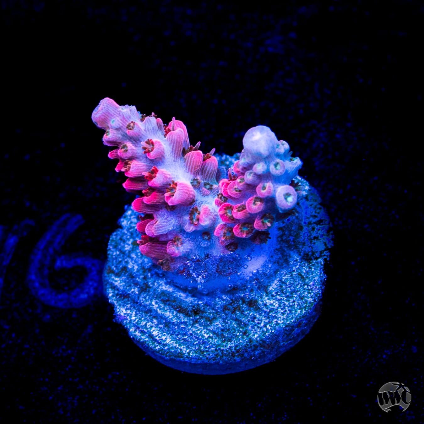WWC Pantera Rosa Acropora