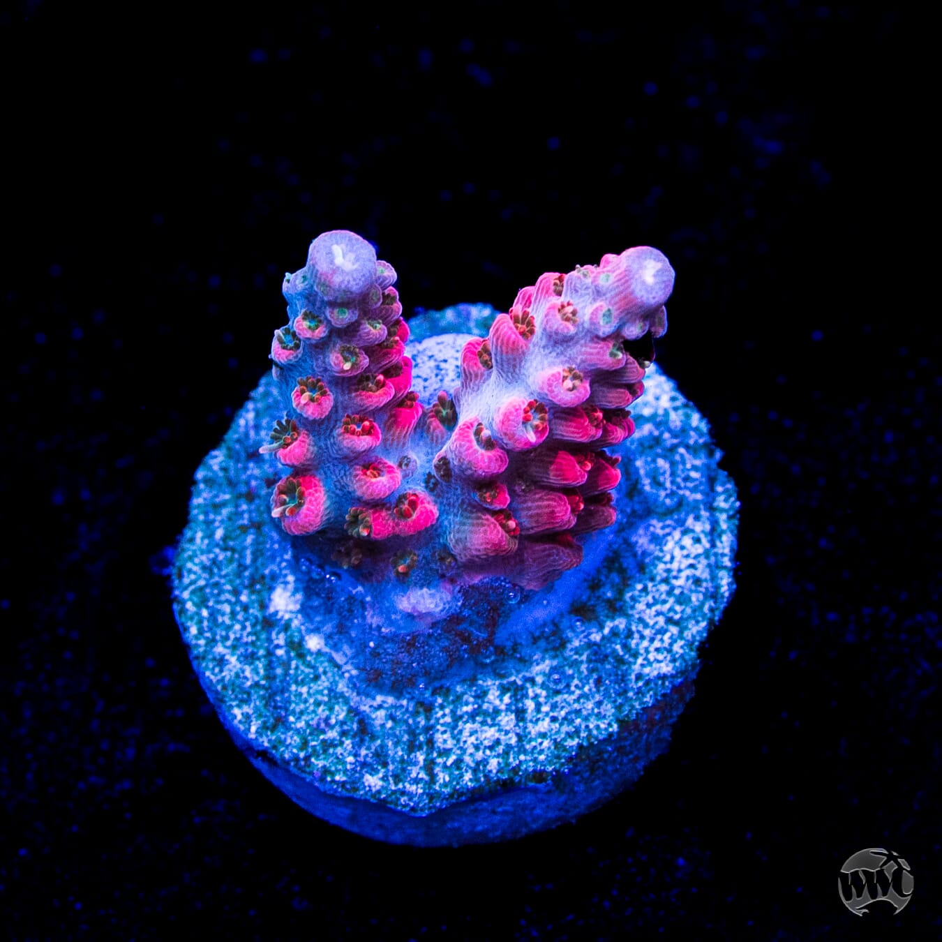 WWC Pantera Rosa Acropora