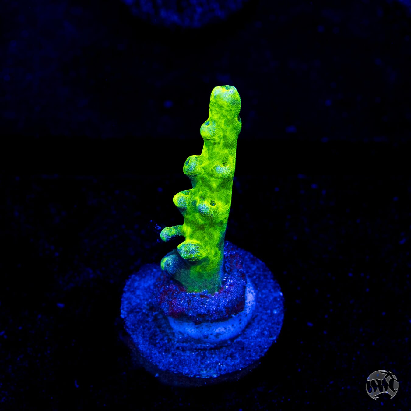 WWC Groguz Acropora