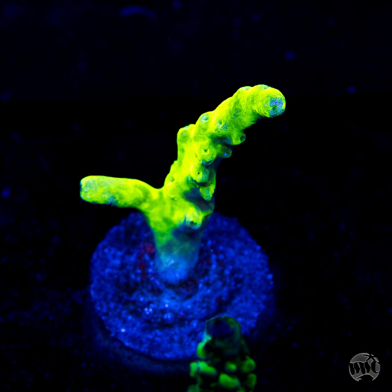 WWC Groguz Acropora