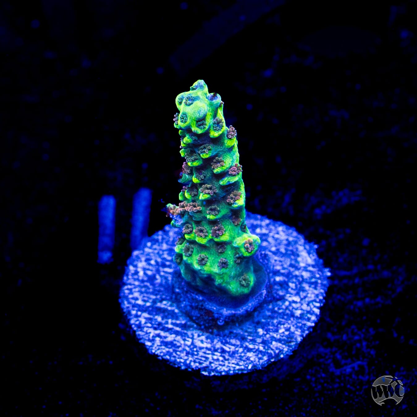 WWC Purple Dragona Acropora