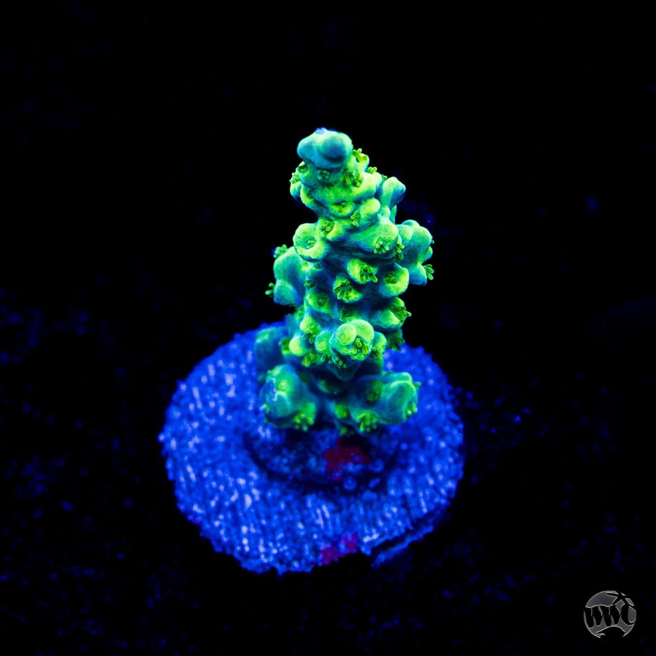 ORA Purple Plasma Acropora