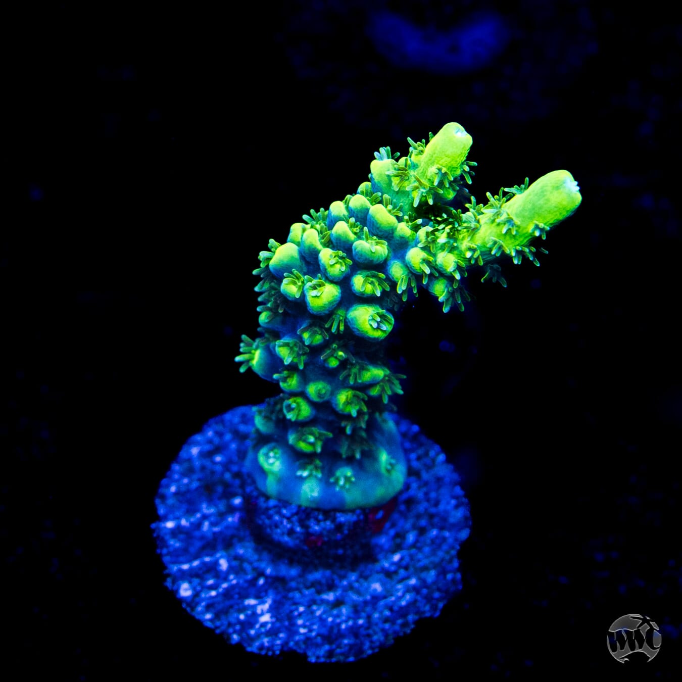 ORA Purple Plasma Acropora