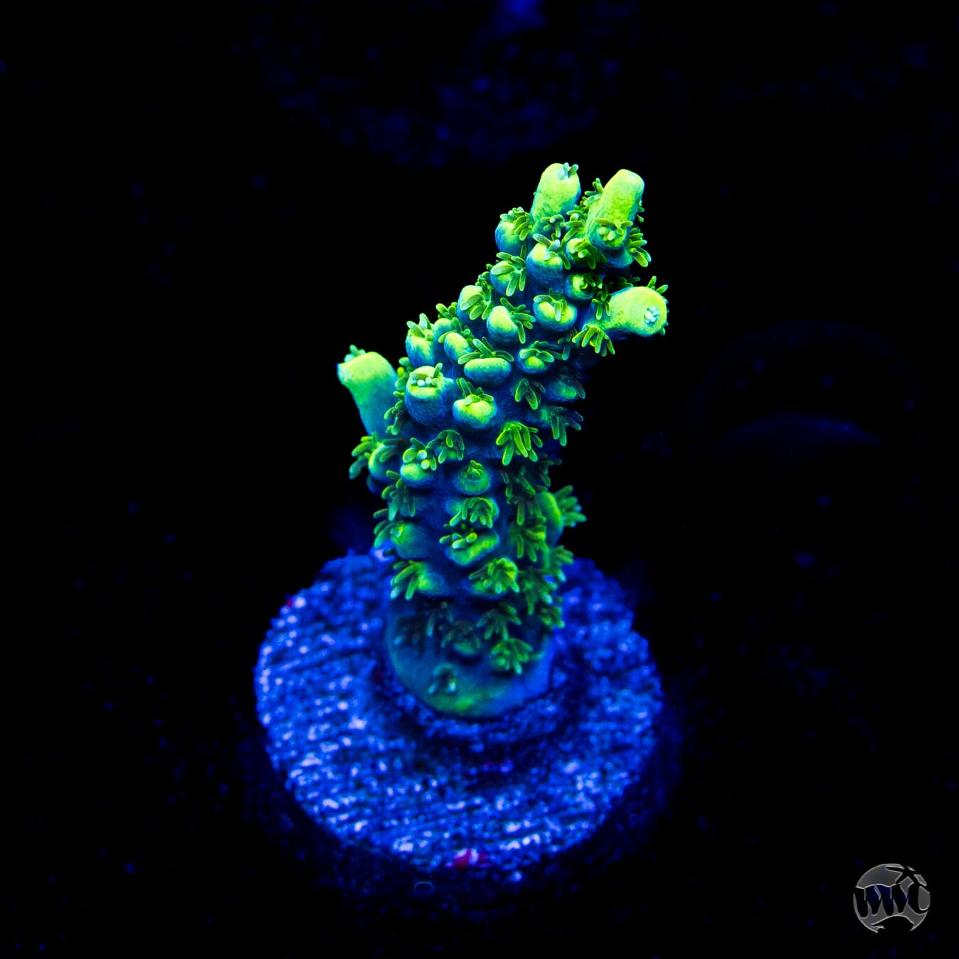 ORA Purple Plasma Acropora