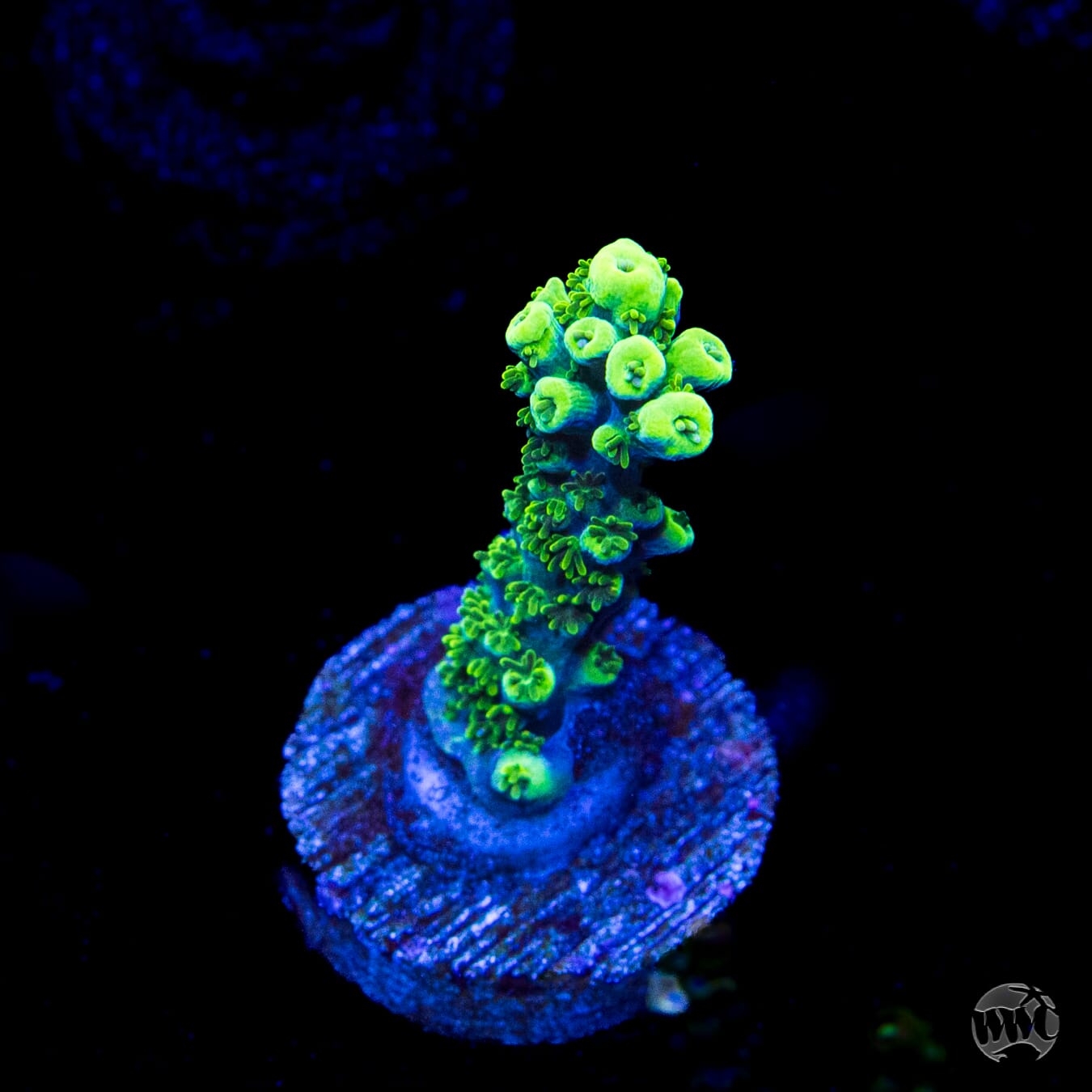 ORA Purple Plasma Acropora