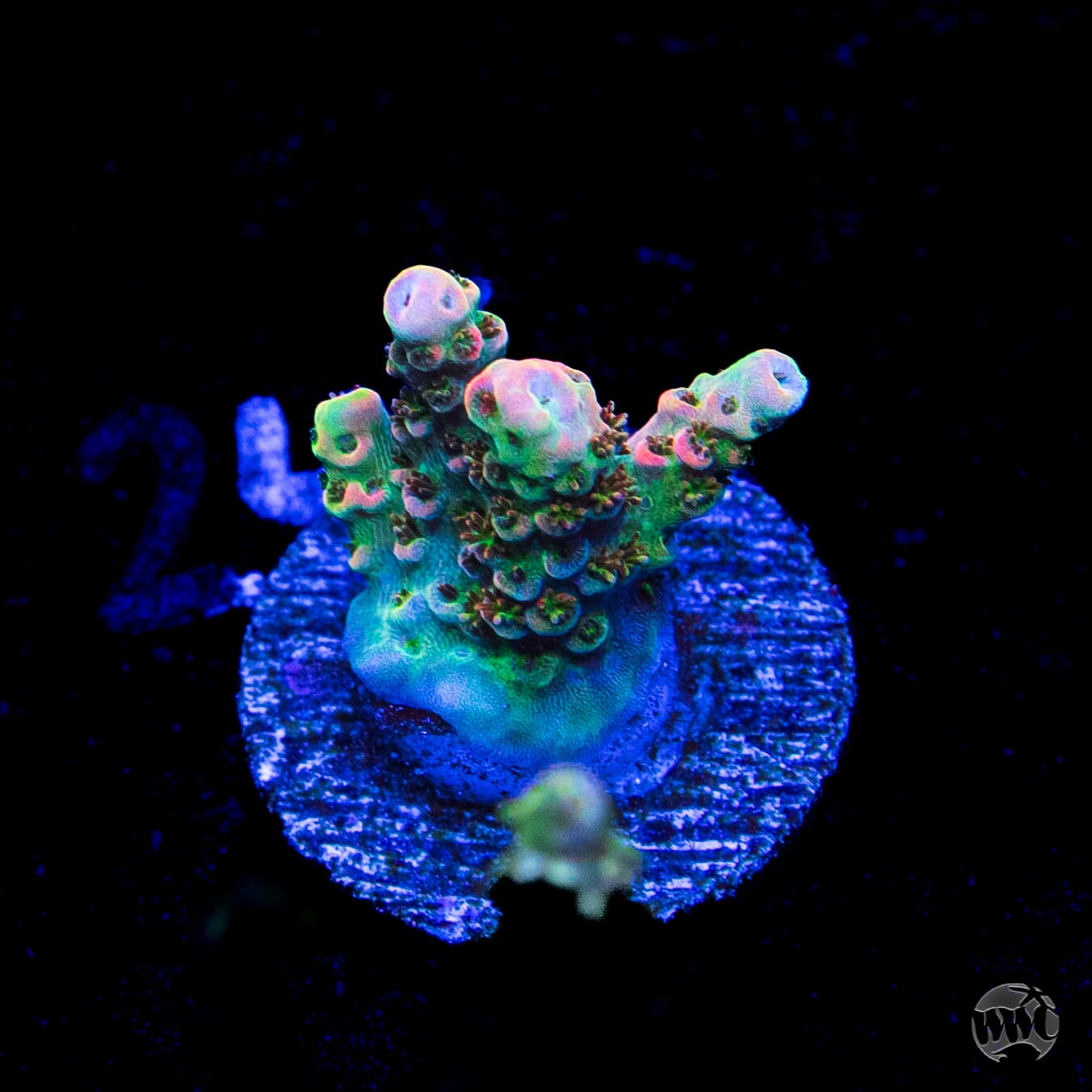 WWC Jello Shot Acropora