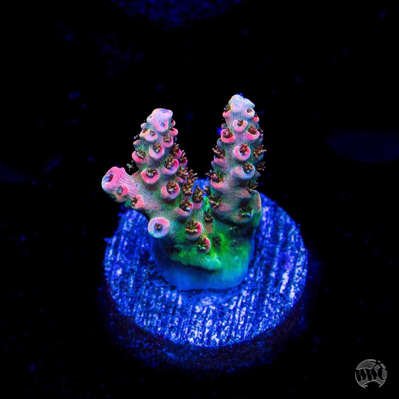 WWC Jello Shot Acropora