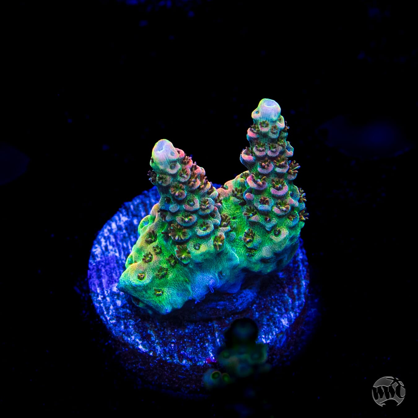 WWC Jello Shot Acropora