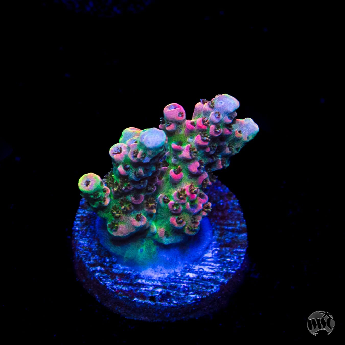 WWC Jello Shot Acropora