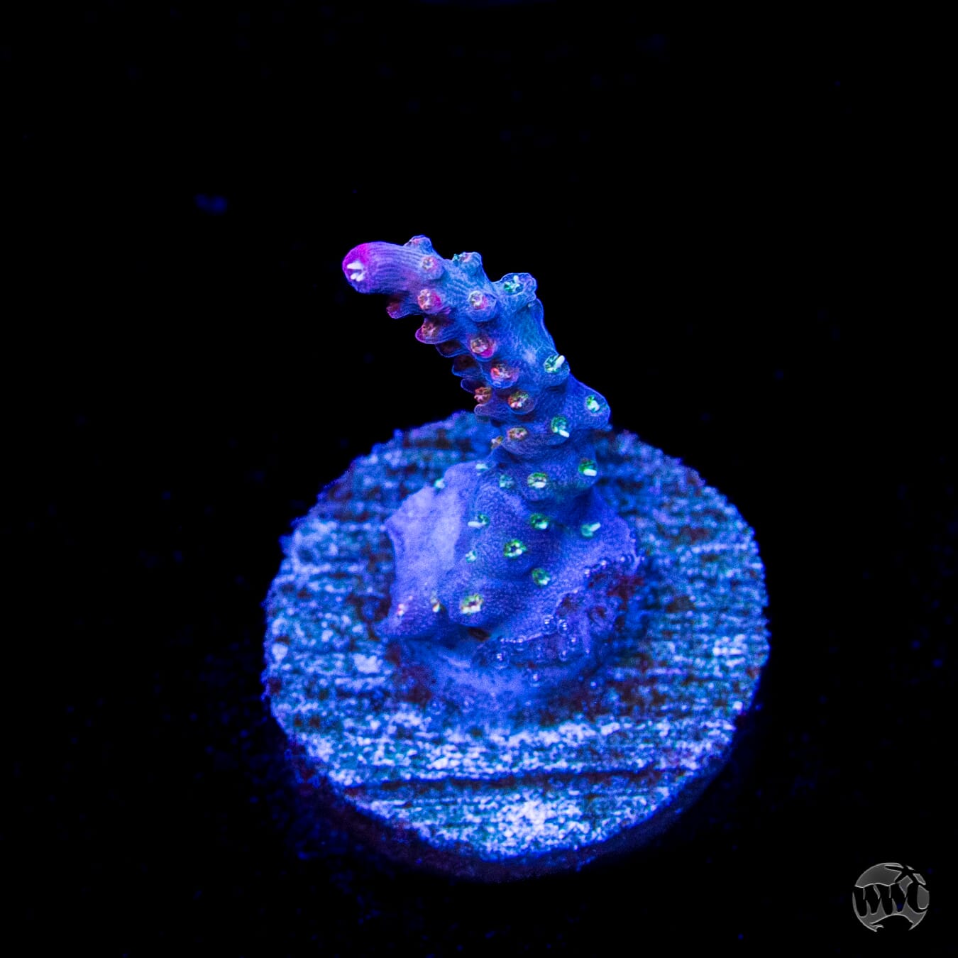 Vivids Confetti Acropora