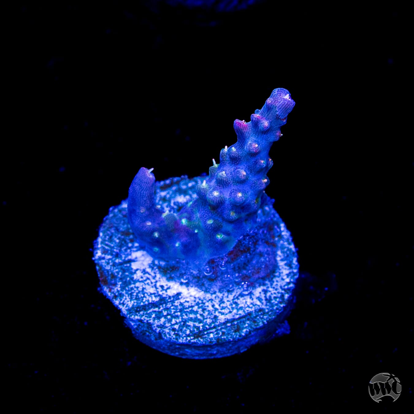 Vivids Confetti Acropora