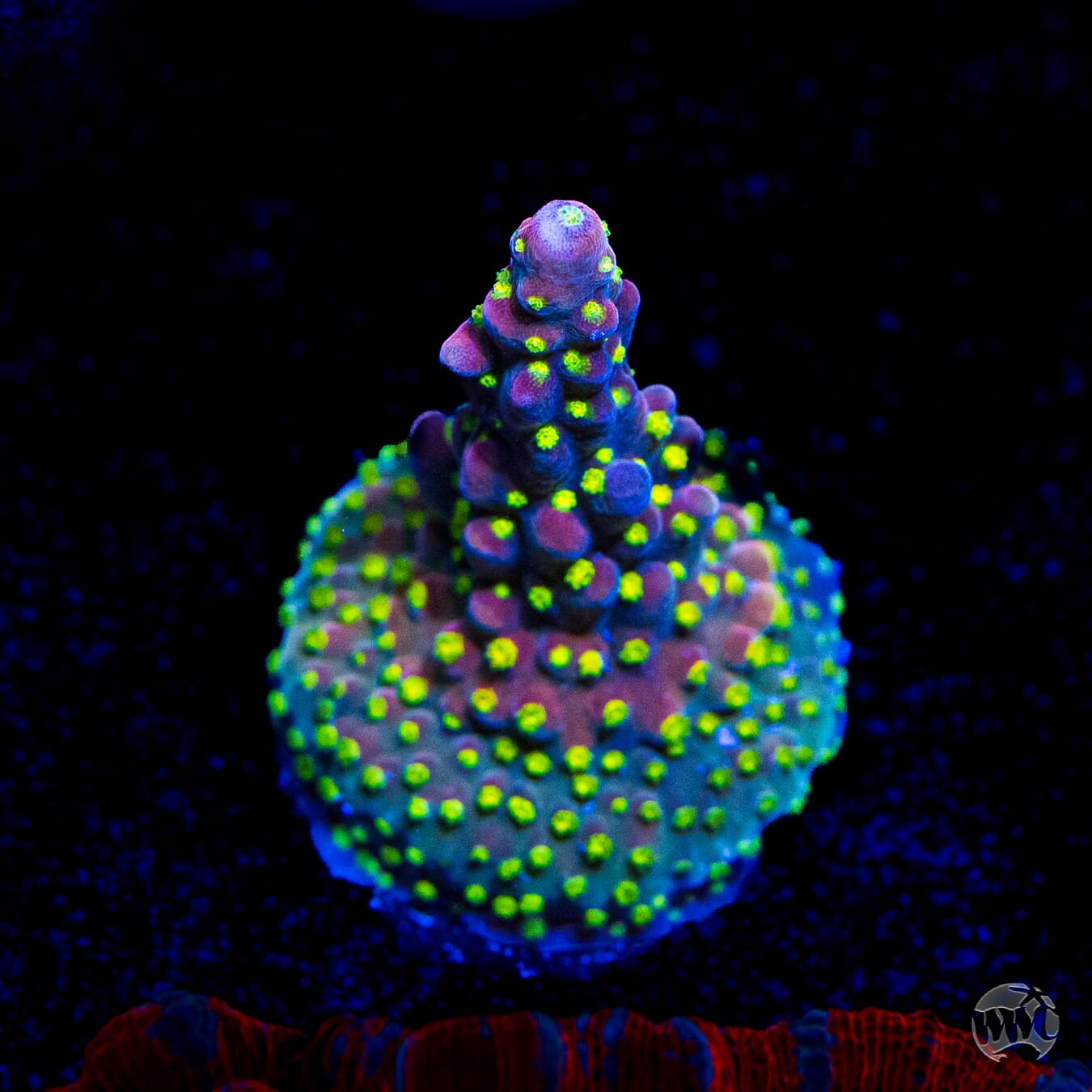 WWC Fruit Mix Acropora