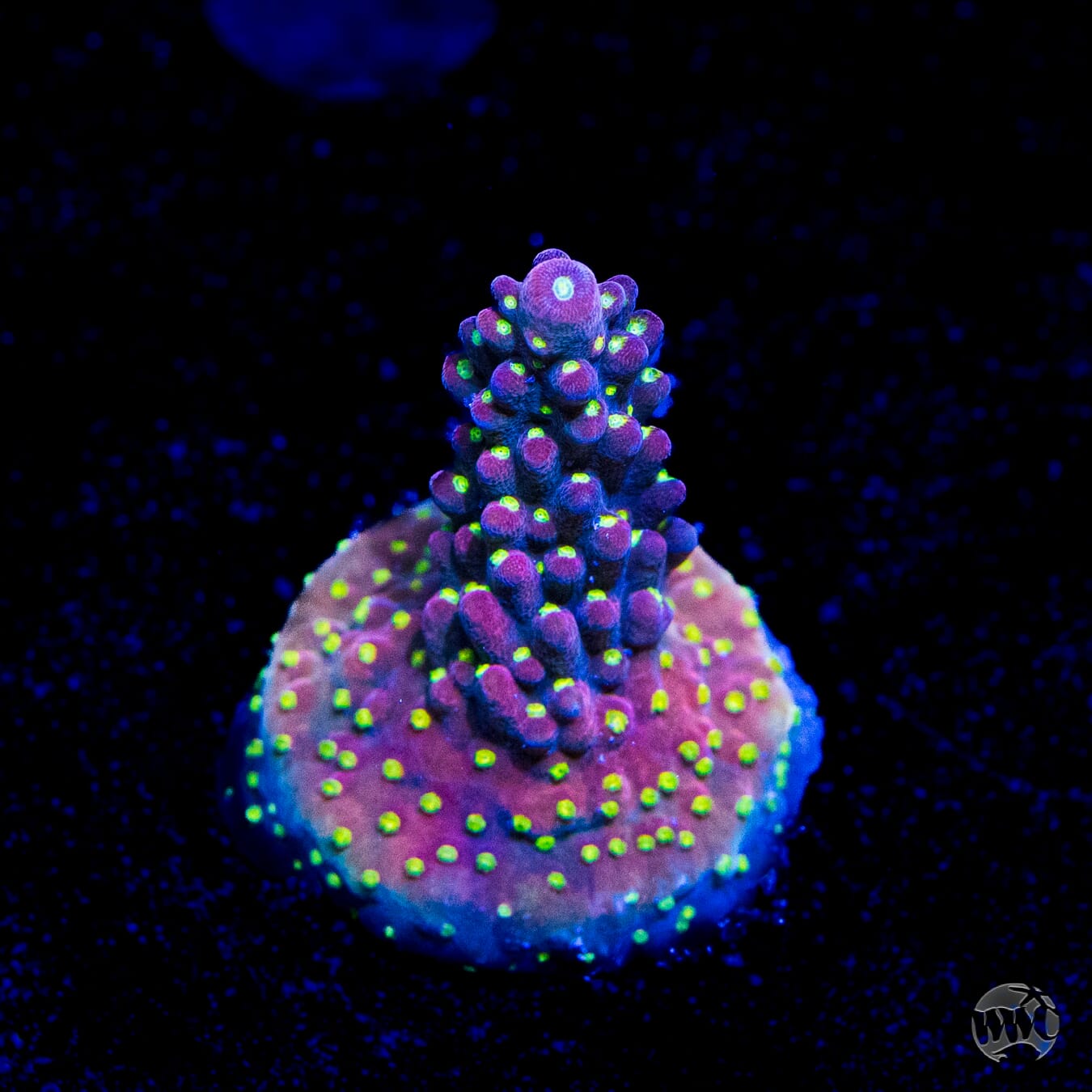 WWC Fruit Mix Acropora