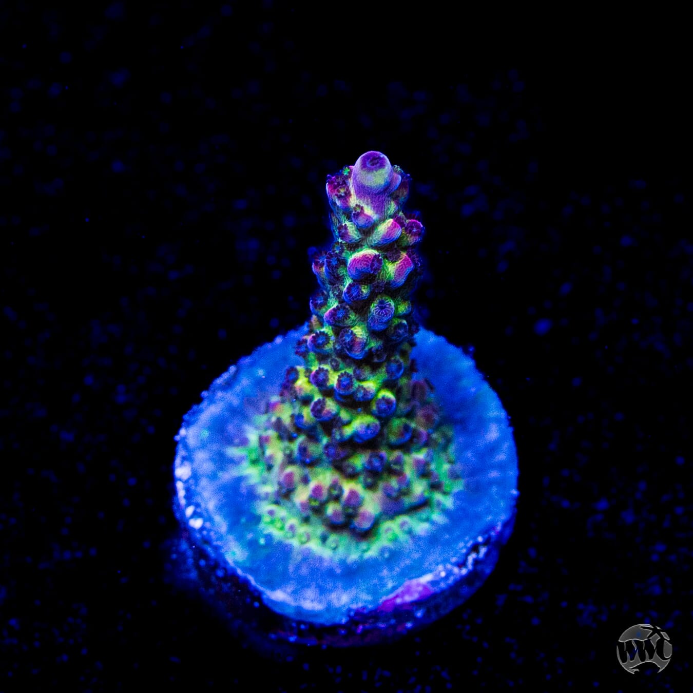 WWC Violet Vortex Acropora