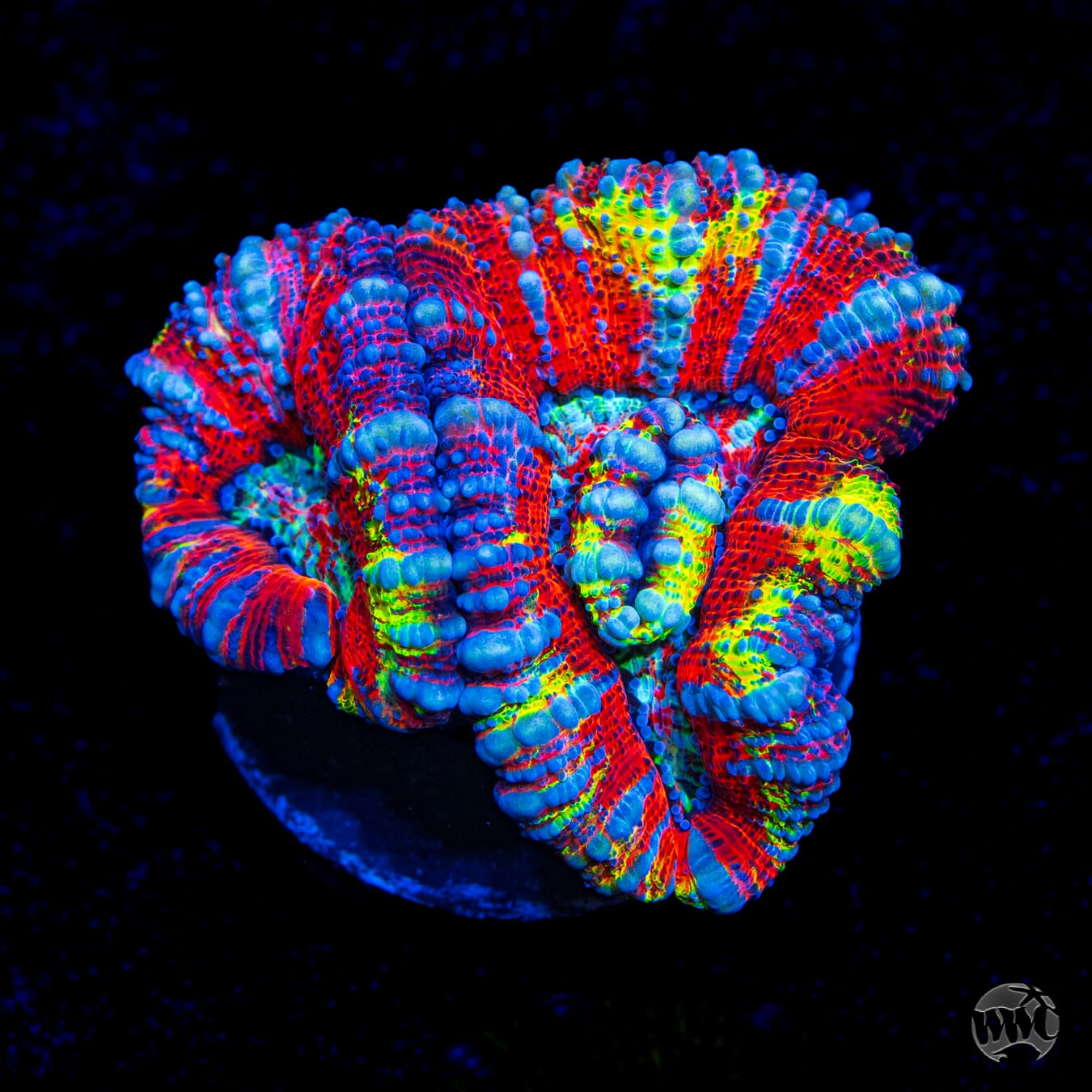 Rainbow Tiger Symphyllia Wilsoni
