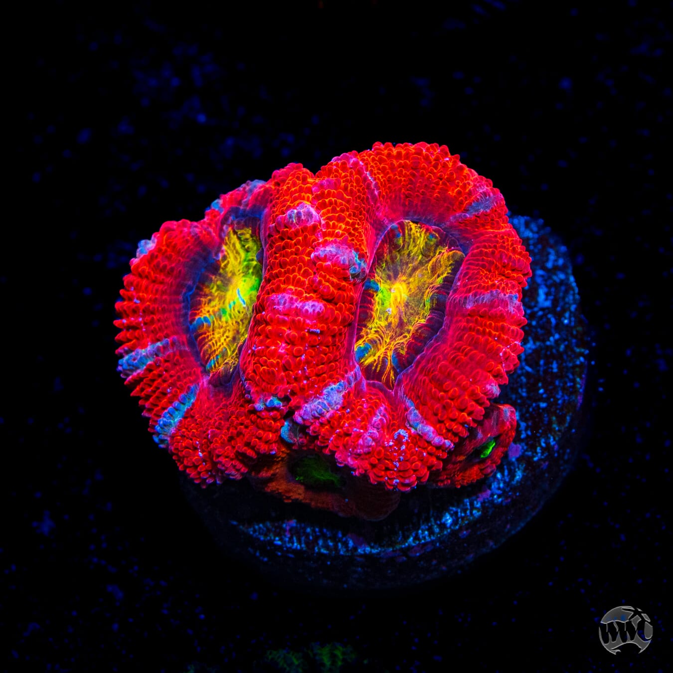 WWC Lava Bomb Aussie Lord