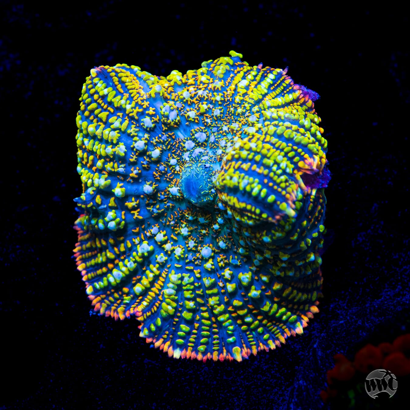WWC Defibrilator Rhodactis Mushroom