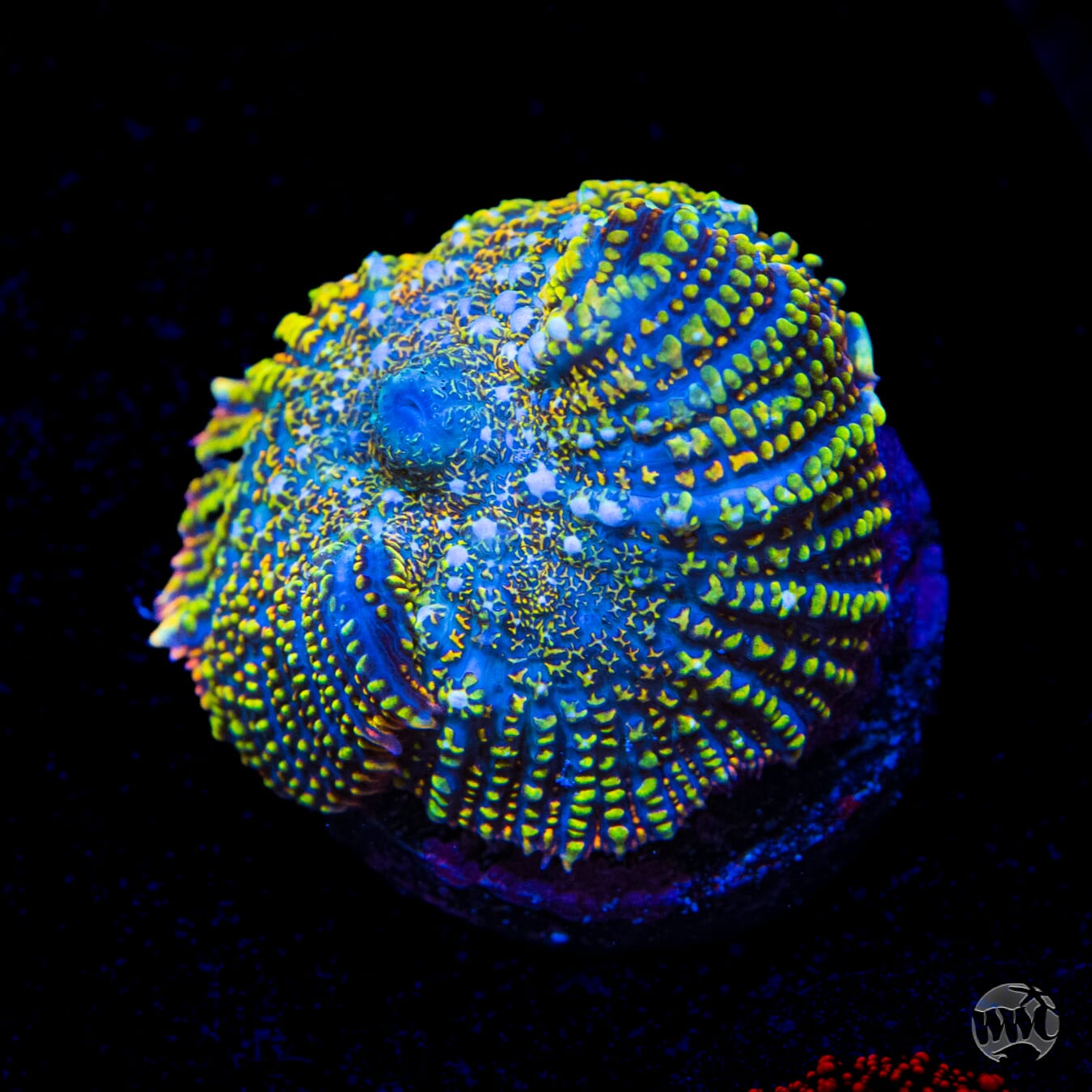 WWC Defibrilator Rhodactis Mushroom