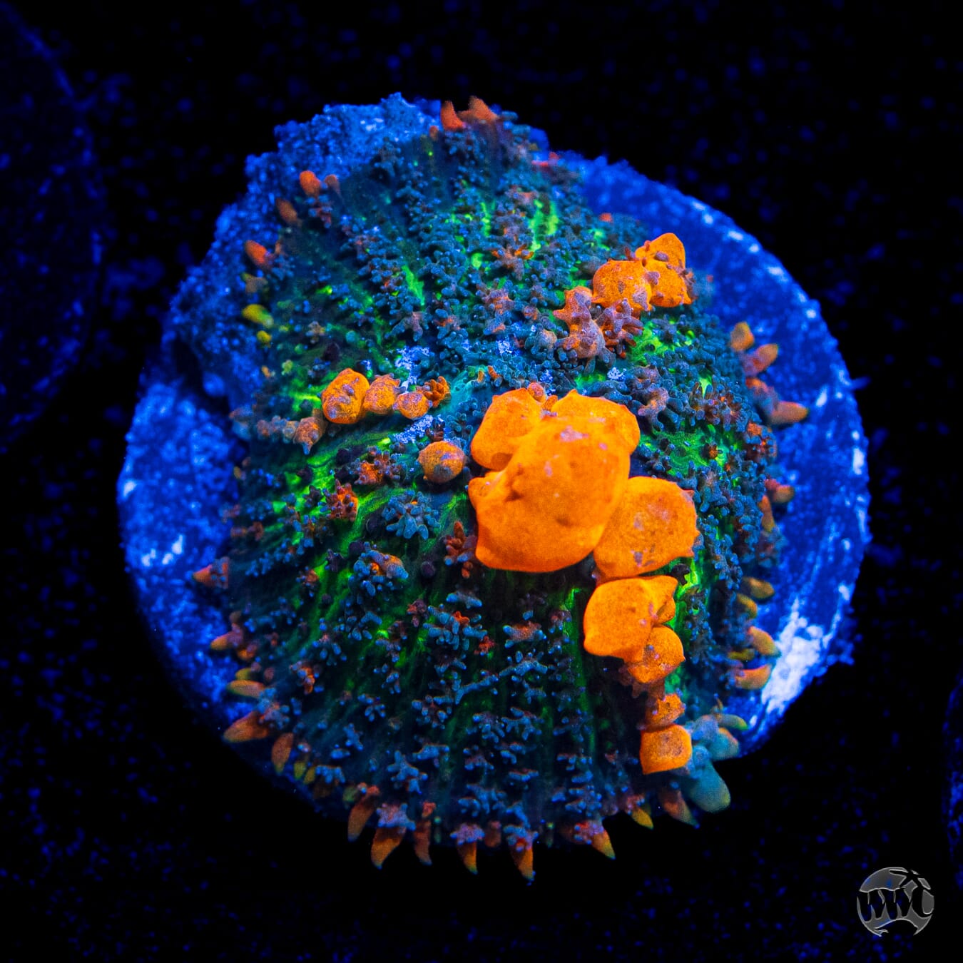 WWC Sunkist Bounce Mushroom