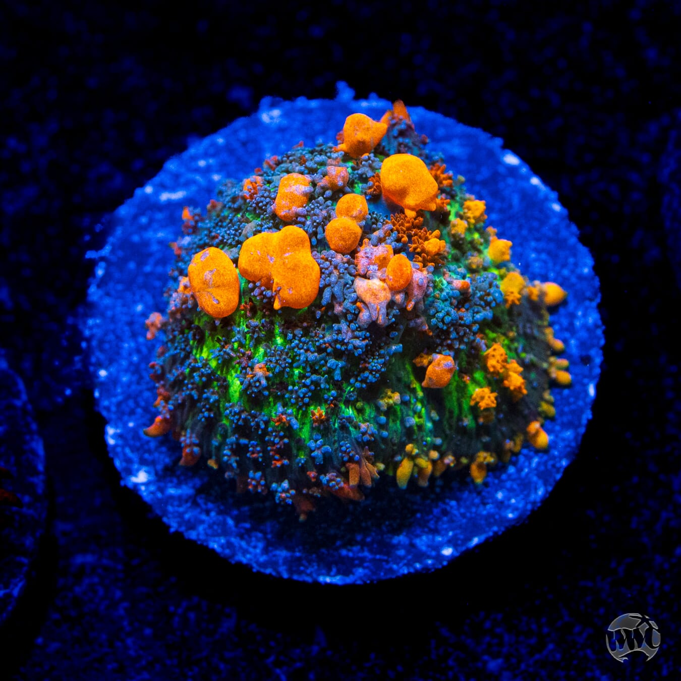 WWC Sunkist Bounce Mushroom