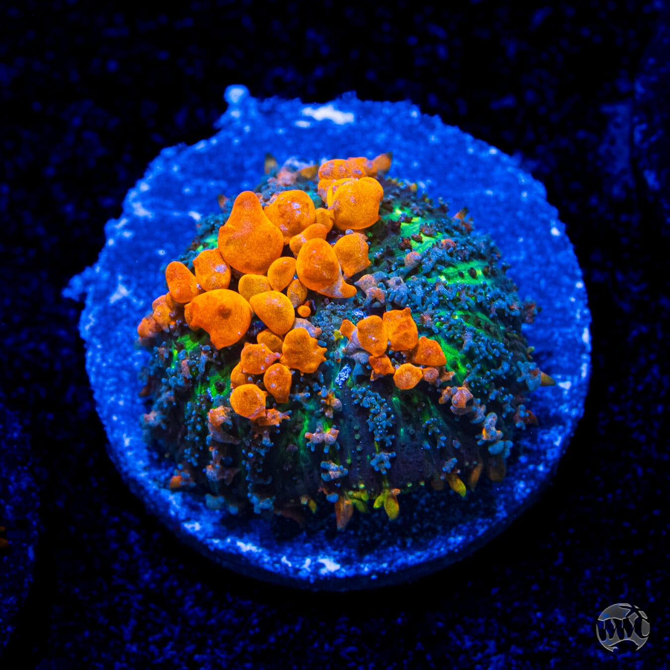 WWC Sunkist Bounce Mushroom