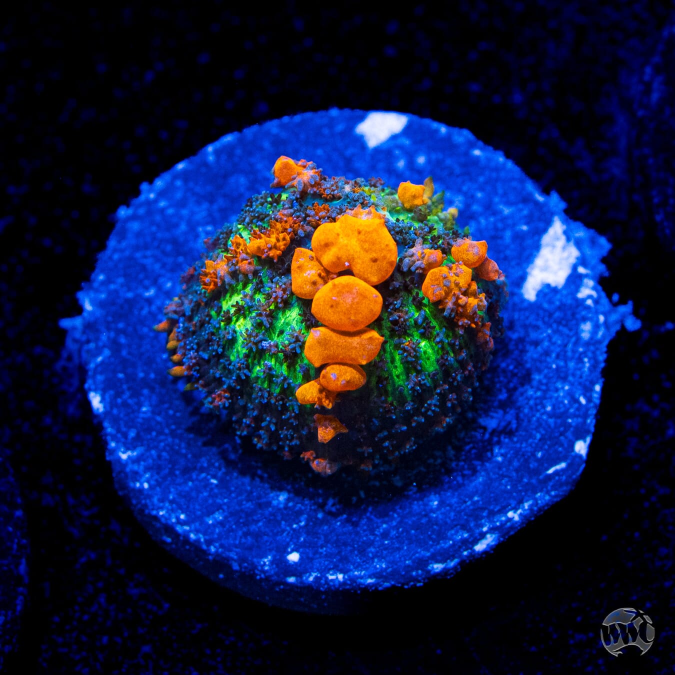 WWC Sunkist Bounce Mushroom