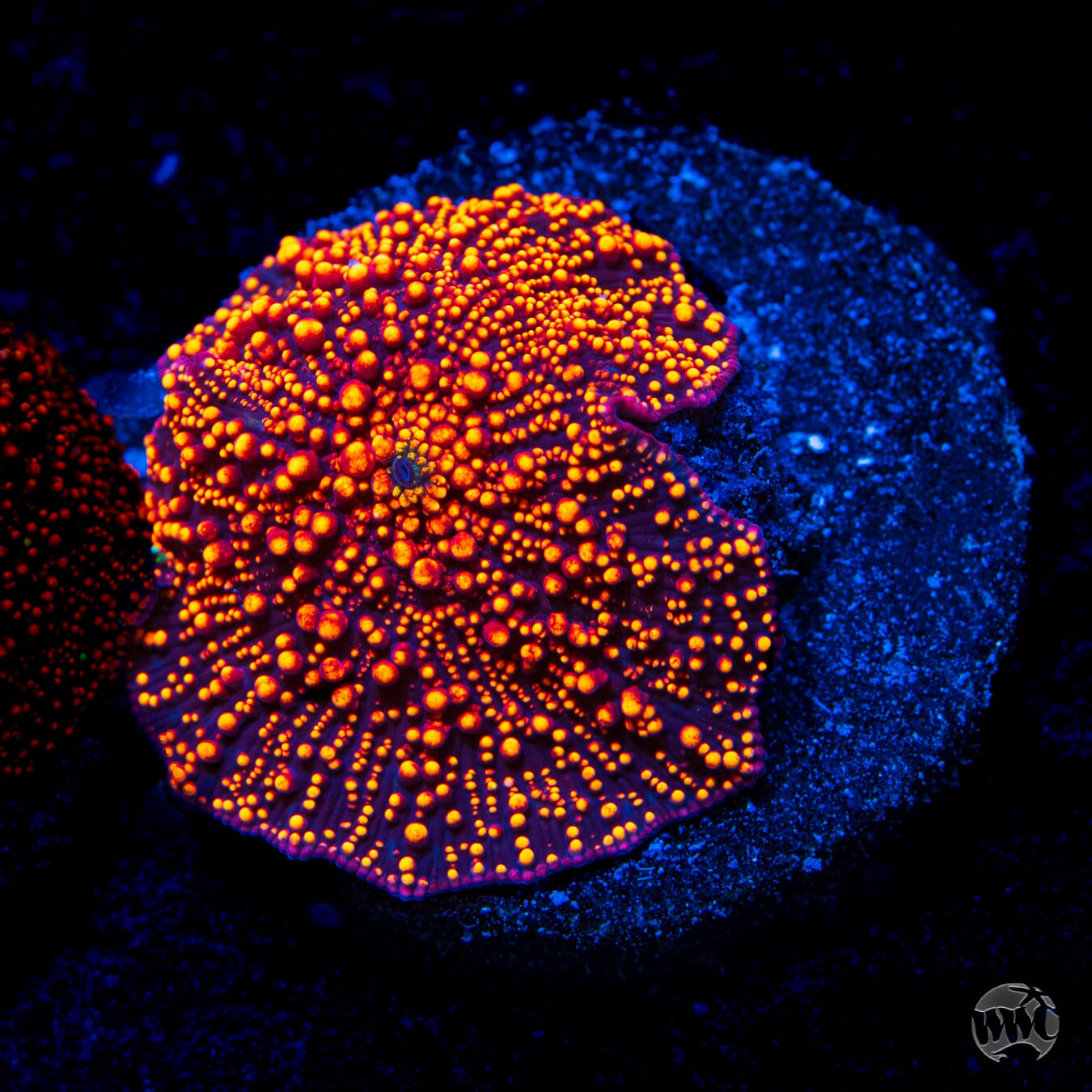 Interstellar Disco Mushroom