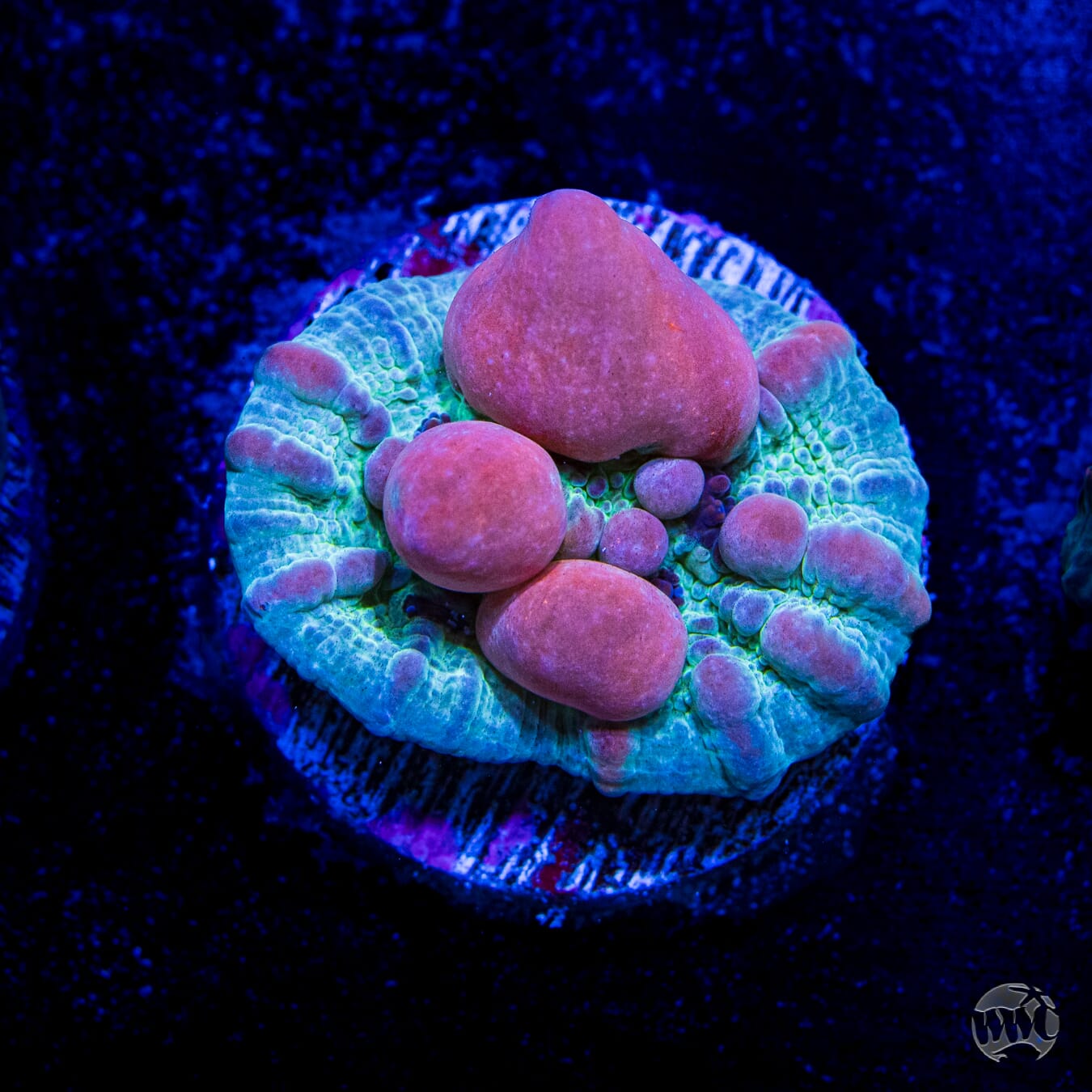 WWC Cosmic Candy Bounce Chalice
