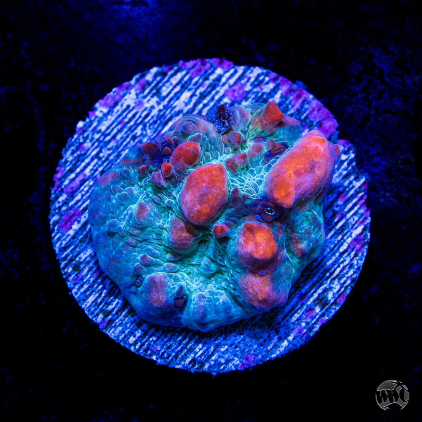 WWC Cosmic Candy Bounce Chalice