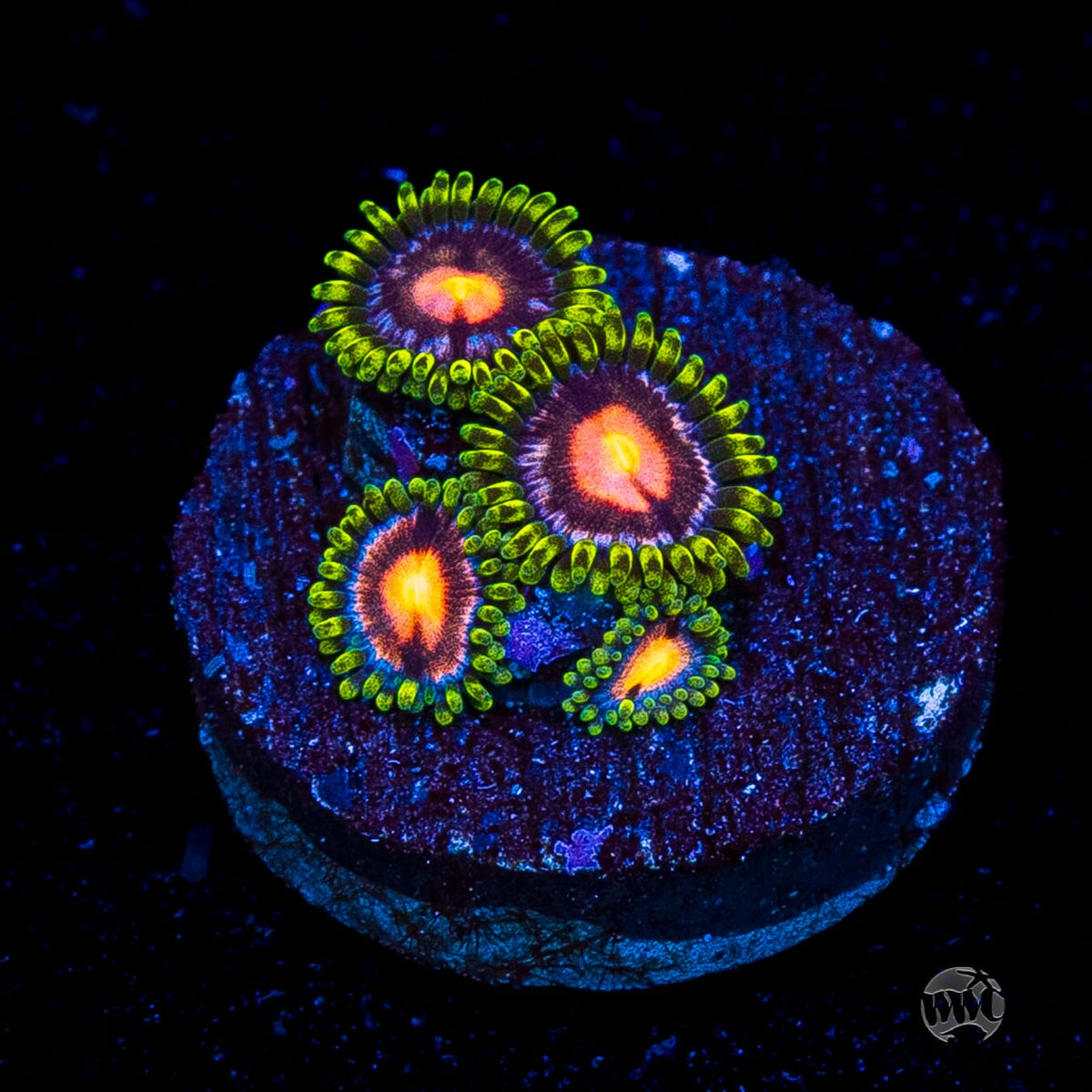 WWC Sweet Tooth Zoanthids