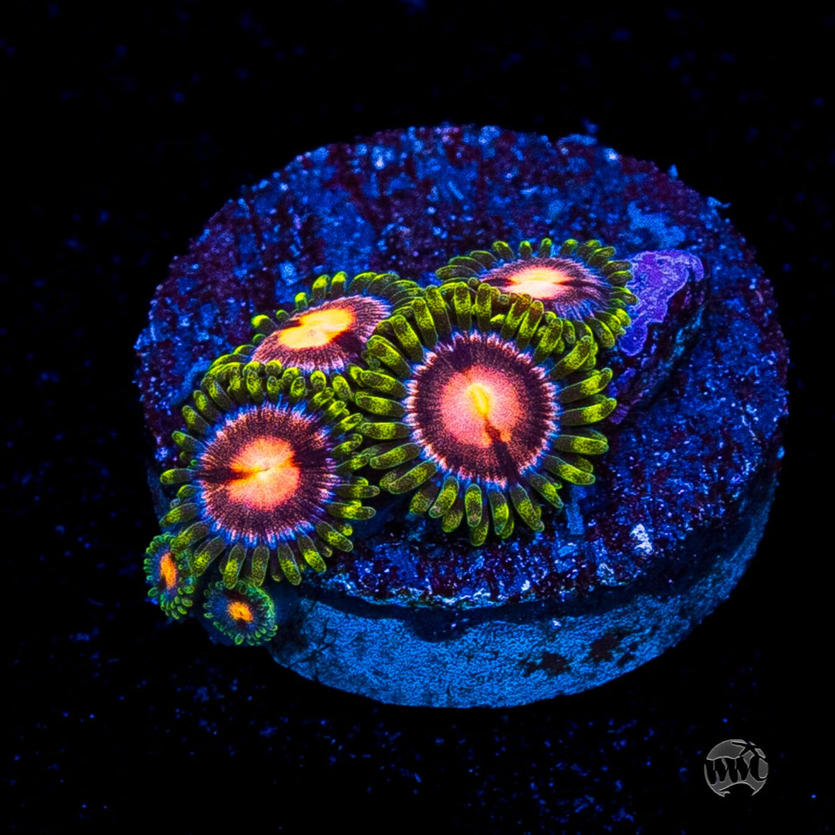WWC Sweet Tooth Zoanthids