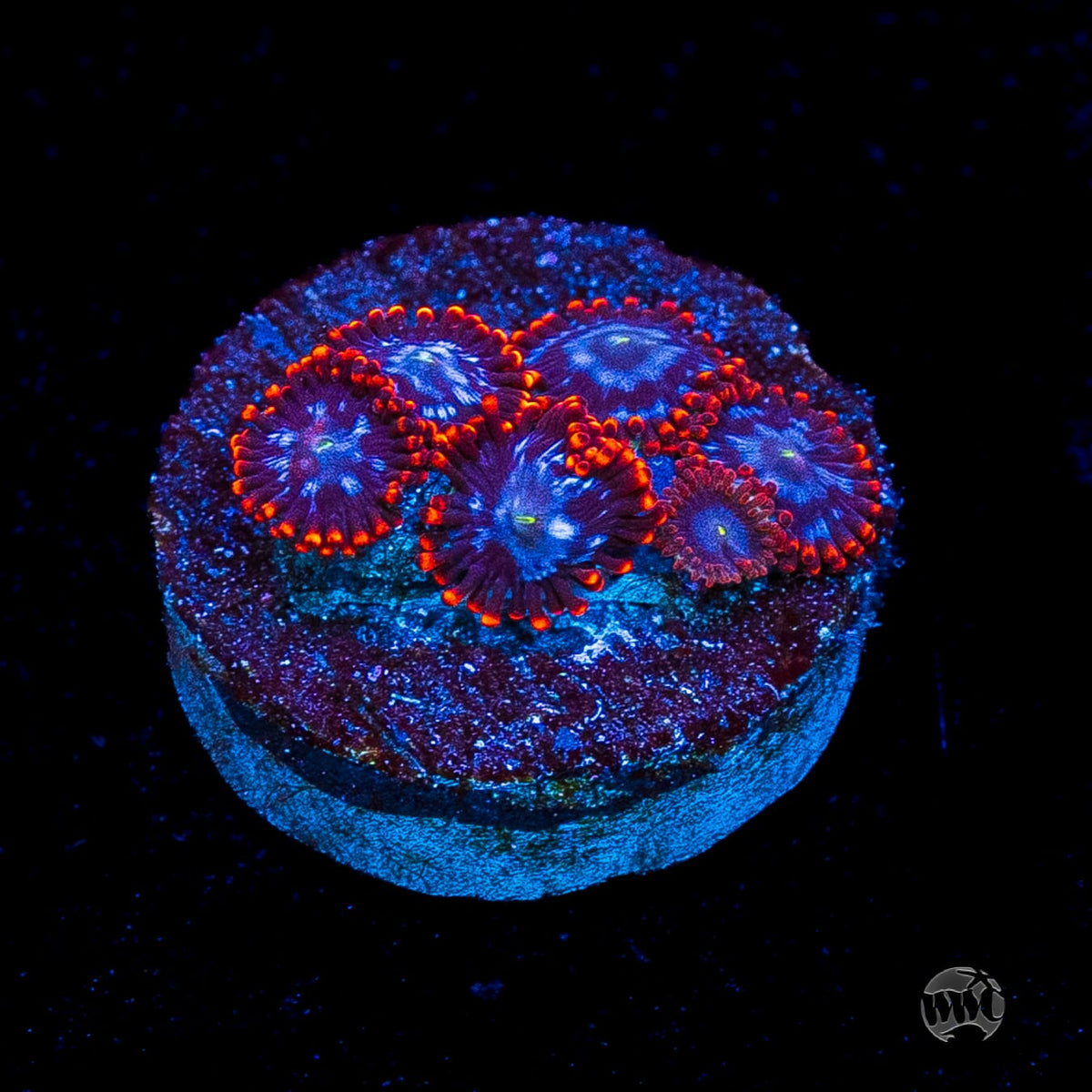 Fire and Ice Zoanthids