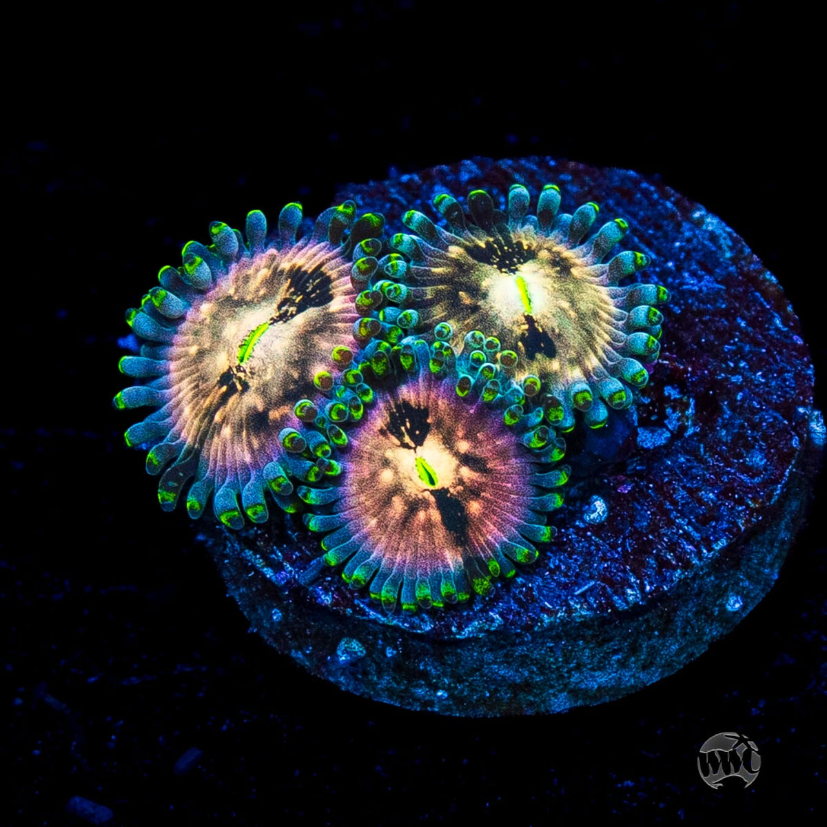 Hawaiian Ding Dang Zoanthids