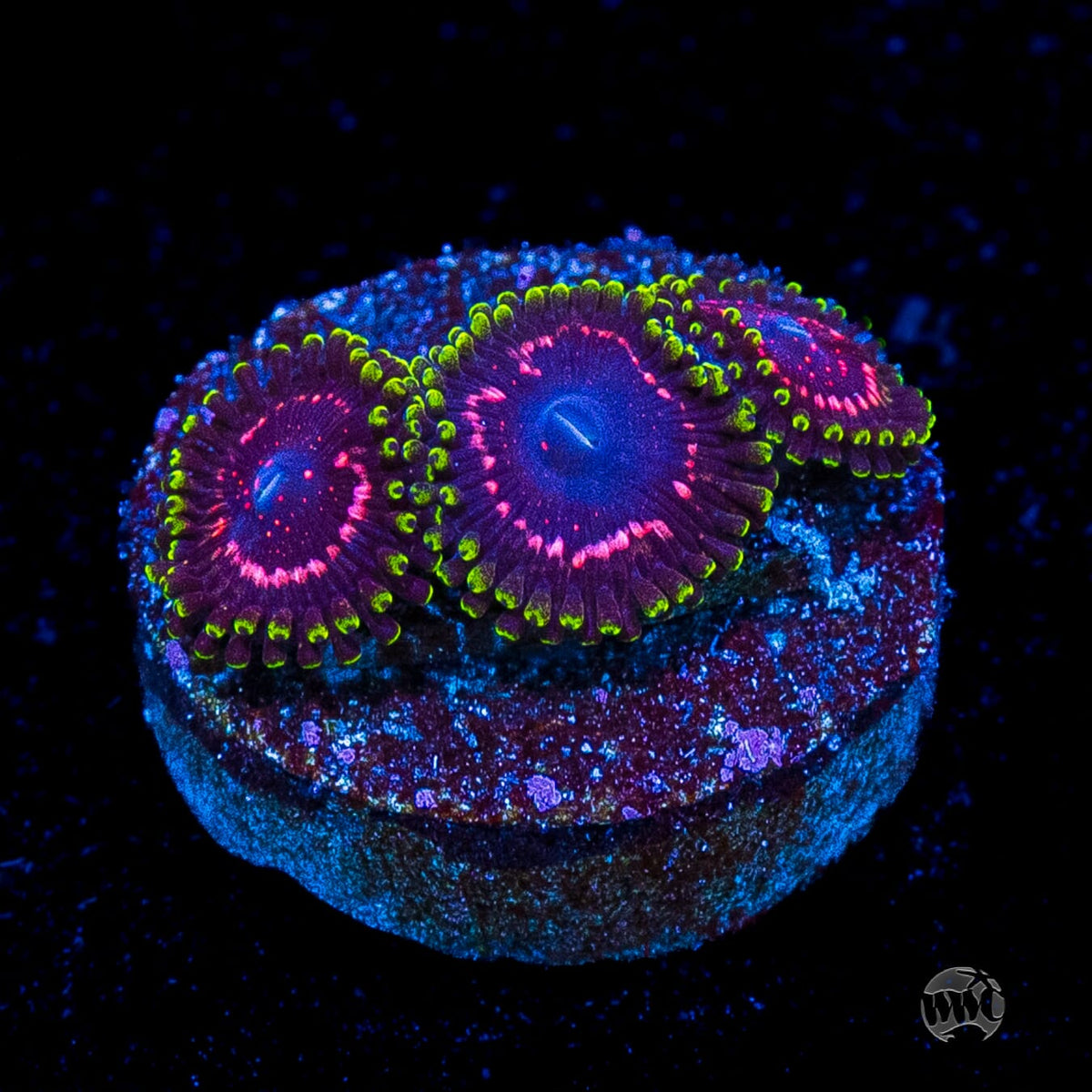 WWC Taser Zoanthids
