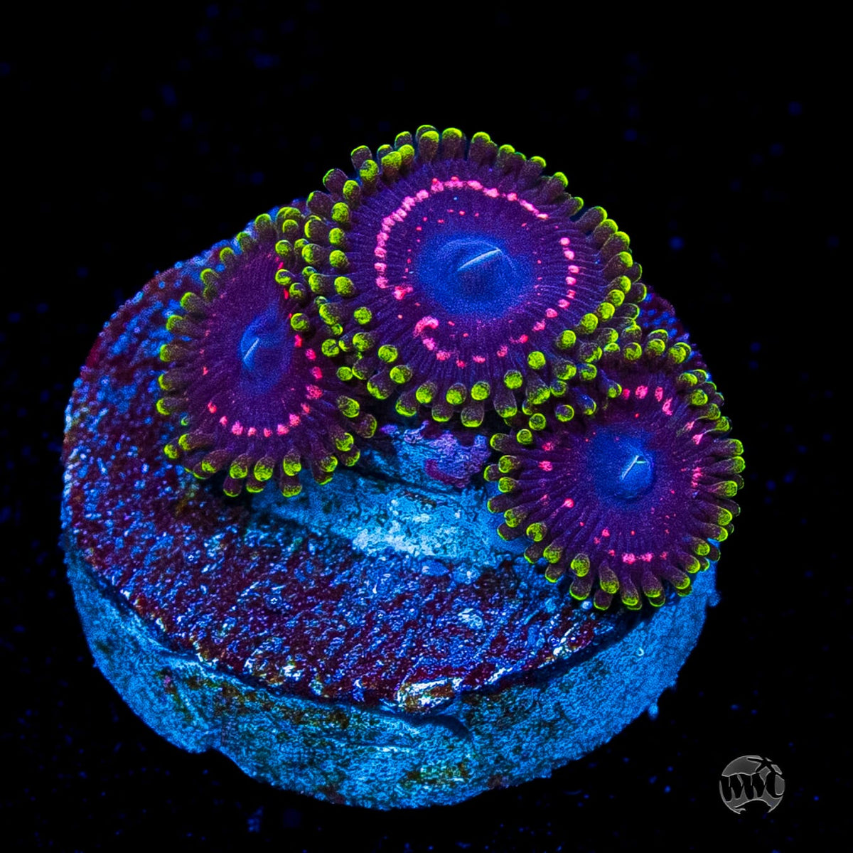 WWC Taser Zoanthids