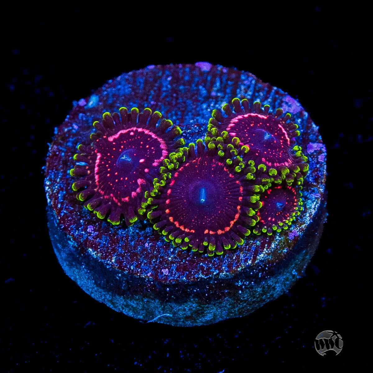 WWC Taser Zoanthids