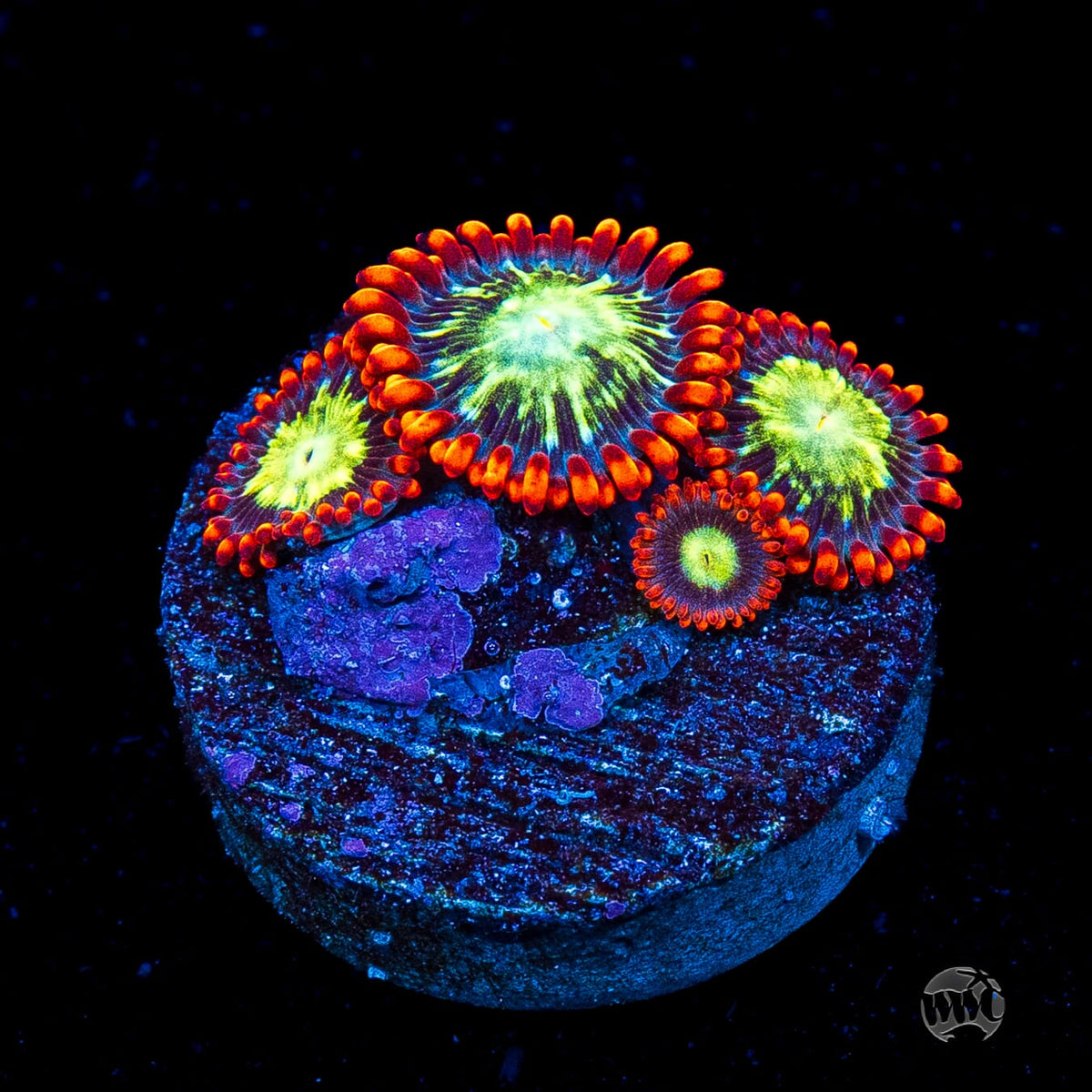 WWC Astral Shift Zoanthids
